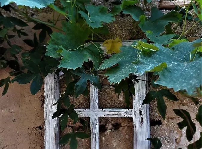 Hotel Little Vine *