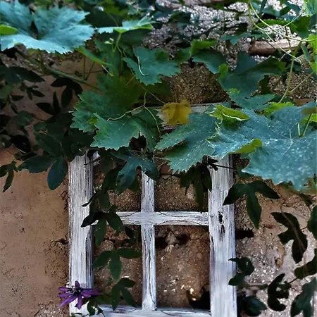 Bed and breakfast Little Vine *